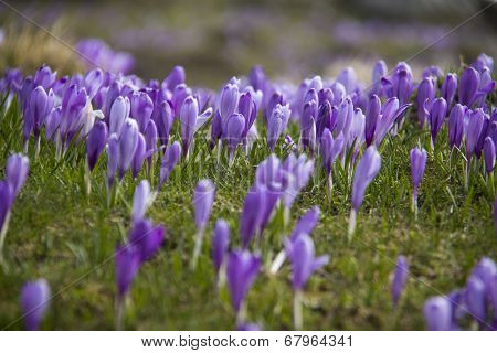 Beautiful spring crocuses on Velika Planina plateau in Slovenia.