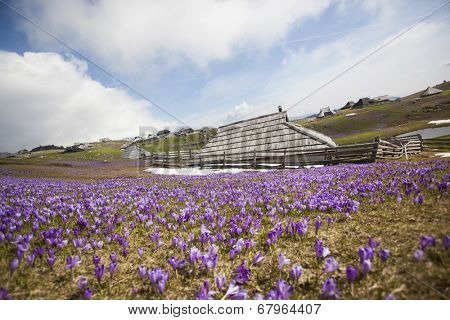 Spring crocuses on Velika Planina plateau in Slovenia. With cottage in the background. 