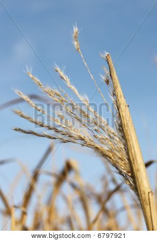 Winter Fenland Reed