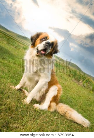 St. Bernard Dog sentado