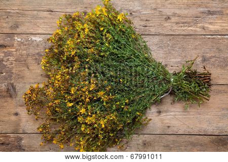 Hypericum Perforatum