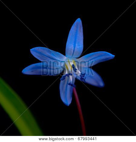 Bluebell