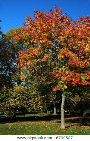 Londra Park