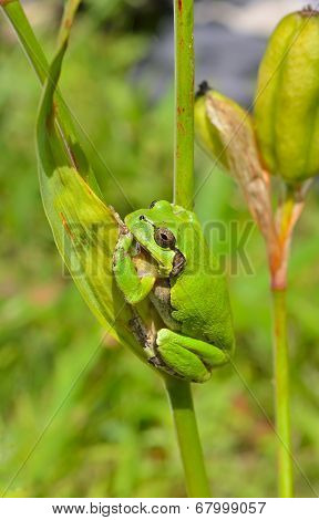 Hyla (tree Toad)