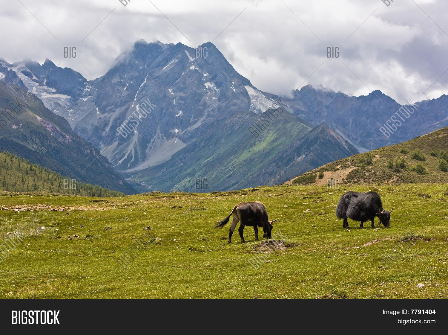 Jaks Afbeelding En Foto Gratis Proefversie Bigstock