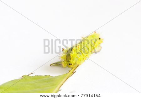 Nettle Caterpillar (parasa Lepida)
