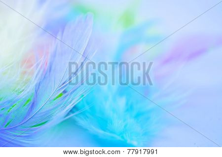 Feather Background