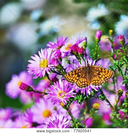 Butterfly And Flowers