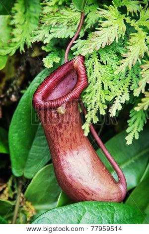 Nepenthes Carnivorous Plant