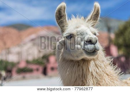 Llama In Purmamarca, Jujuy, Argentina.
