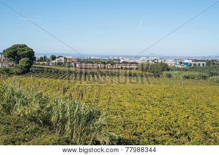 Vineyard