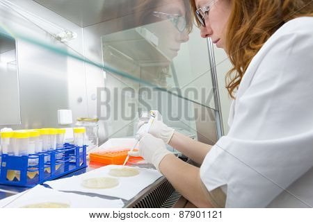 Life scientist researching in the laboratory.