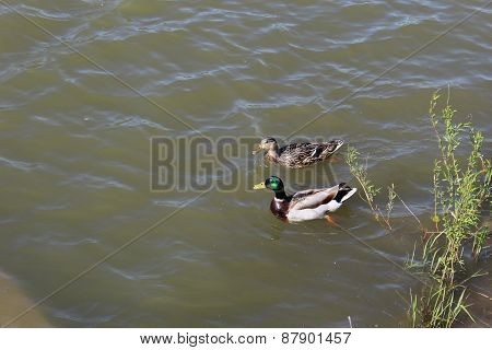 Swimming Ducks