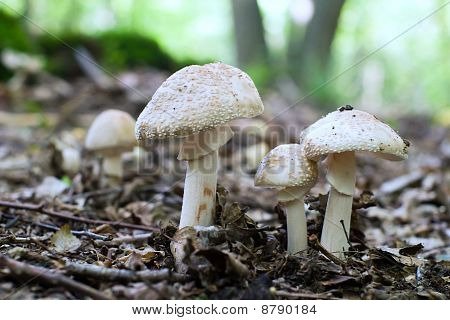 Mushroom