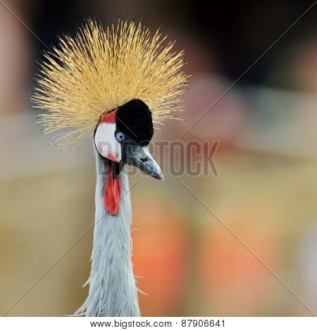 The Grey Crowned Crane (Balearica regulorum)