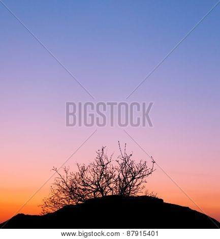 Beautiful Landscape Image With Trees Silhouette At Sunset In Spr