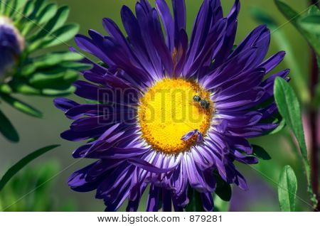 Aster
