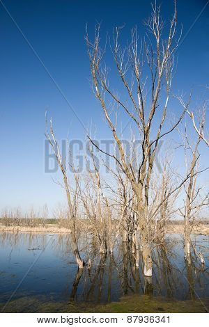 Old Trees On The Bank Of The River In The Spring Against The Blue Sky