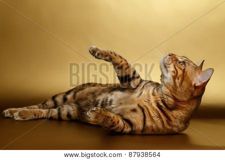 Bengal Cat on Gold background and playing