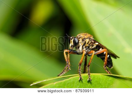 Asilidae Robber Fly In Close Up