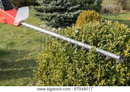 Gardening - Cutting Wintergreen Plant