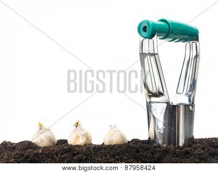 Bulb dibber and three flower bulbs ready for being planted into the ground