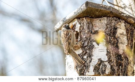 Bird Perched On Rustic Birch Stump Bird House