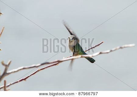 Costa's Hummingbird - Calypte Costae