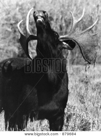 Jávorszarvas 1