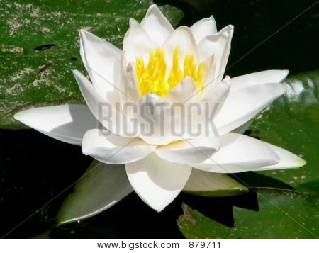 수련