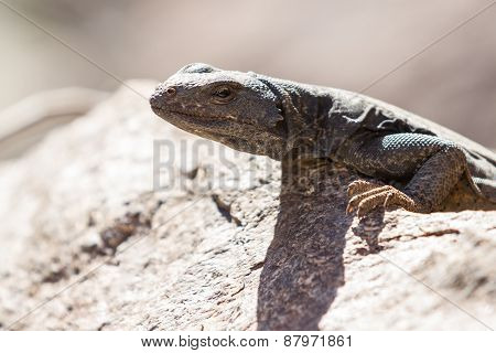Common Chuckwalla - Sauromolus Ater