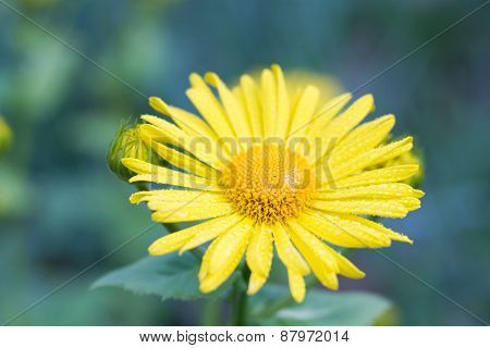 Macro Of A Leopard's Bane