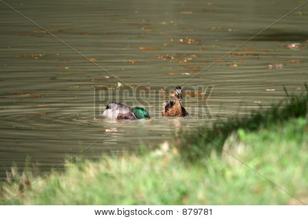 Pár od Duck
