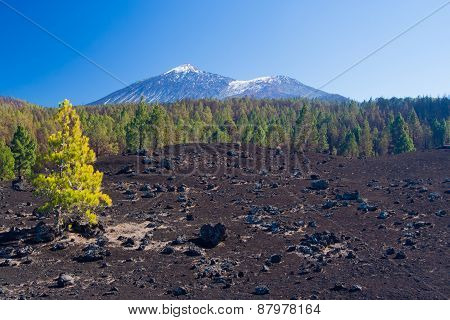 Pine Trees On The Lava Field, Pico Del Teide, Tenerife, Spain