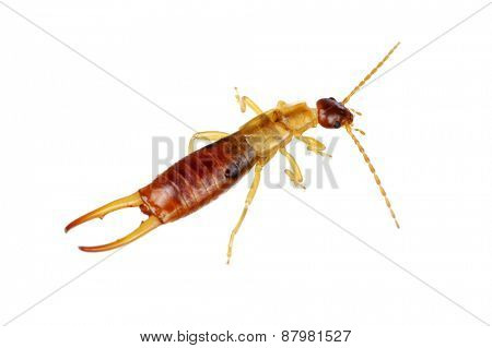  beetle isolated on a white background
