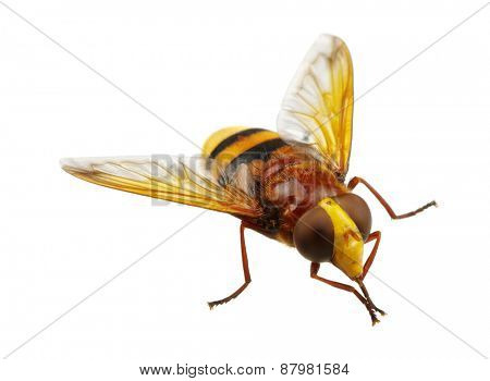 Horsefly isolated on white