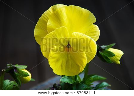 Yellow Pansy Closeup