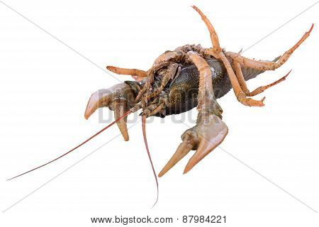 Live Animal Crawfishes