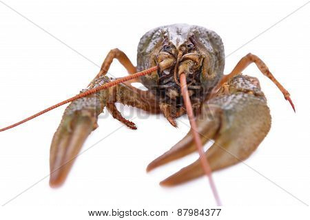 Live Animal Crawfishes