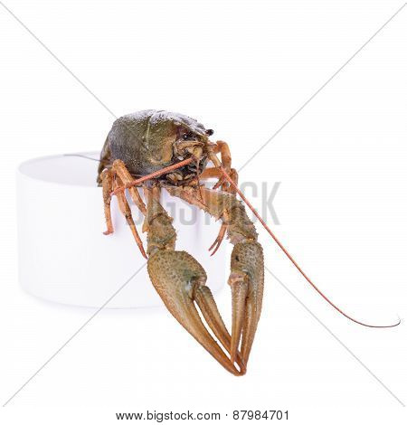 Live Animal Crawfish