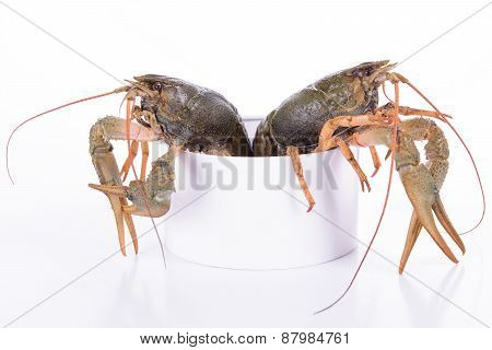 Live Animal Crawfishes