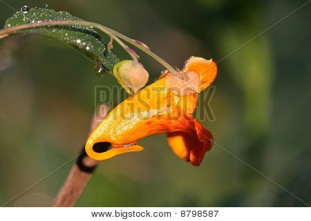 Touch-Me-Not Orange Jewelweed blomst