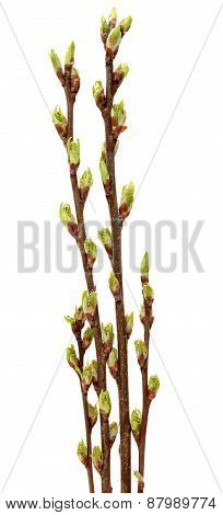 Spring branch of Tree isolated on  white background.