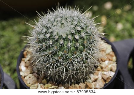 thorny cactus in garden.