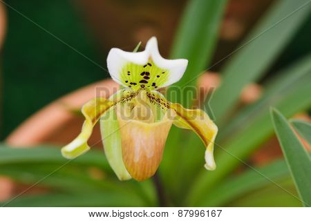 Orange Paphiopedilum in the garden.The background is a dark green