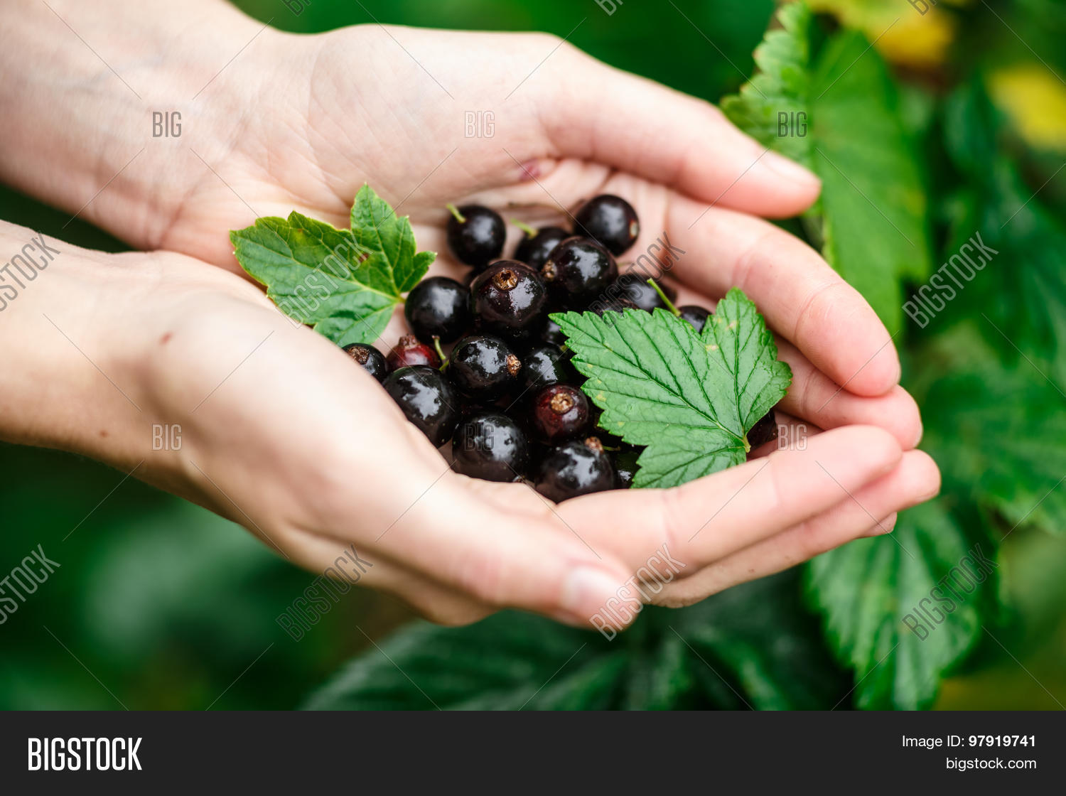 Image Preview