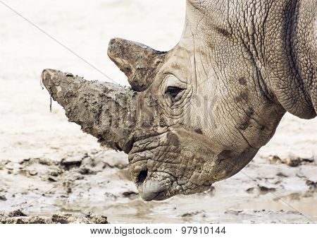 Closeup Profile Portrait Of A White Rhinoceros