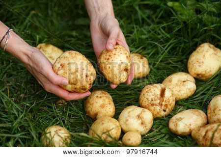 Potato Harvesting
