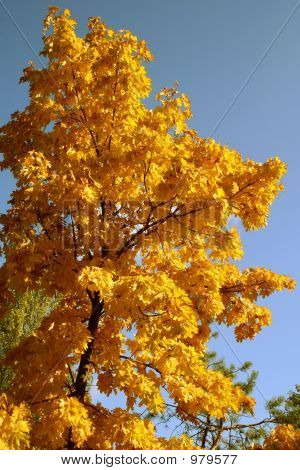 Arce de otoño con hojas de Color amarillo 2