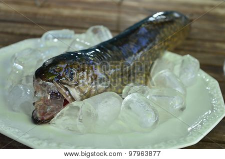 Fresh fish is in pieces of ice with sharp-toothed mouth open